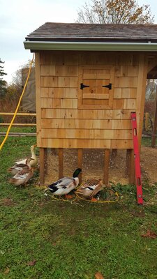 duckhouse shingling ducks help.jpg