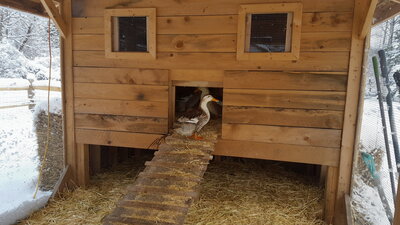 duckhouse winter duck door.jpg