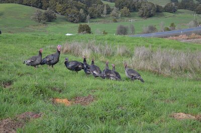 Turkeys 1.jpg