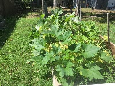 Squash 6.8.20.jpg