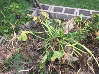 squash 7.1.2020.jpg