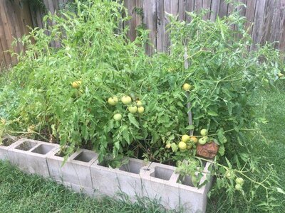 tomatoes a 7.1.2020.jpg