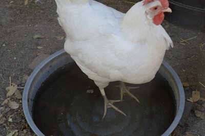 chicken water bowls.jpg