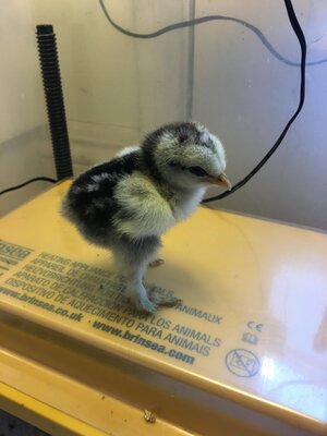 chick.1.JPG