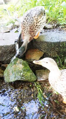 IMG_20200418_152522.jpg