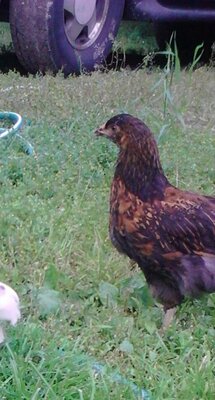 IMG_20200702_191259.jpg