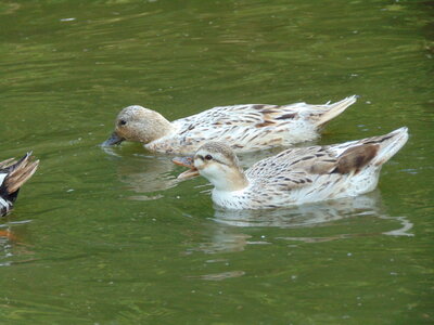 Isaacs ducks.jpg Isaacs ducks.jpg