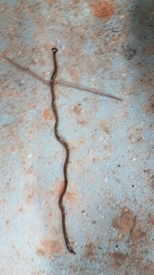 Hammerhead Worm.jpg