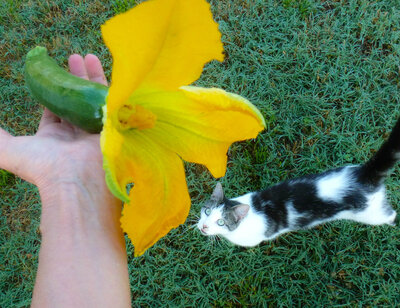 zucchini flower.jpg