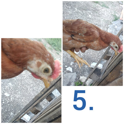 PhotoCollage_20200703_185911240.jpg