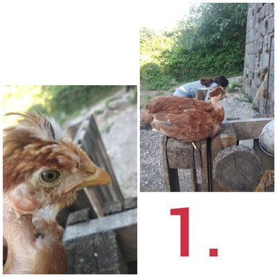 PhotoCollage_20200703_185526498.jpg