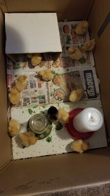 First Brooder and all the chicks.jpg