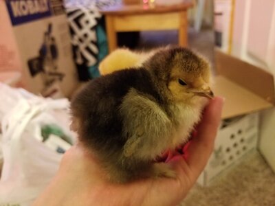 Fluffy Butt (Buff Brahma chick).jpg