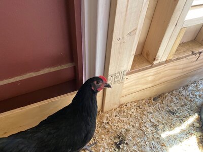 IMG_3046.jpeg IMG_3046.jpeg