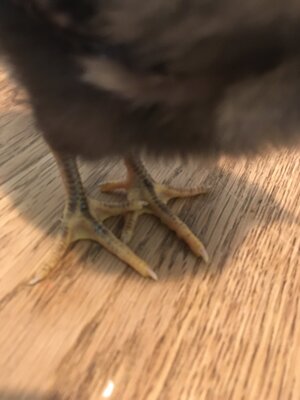 F075C76F-6D6A-461A-9343-F72FBE38F59A.jpeg