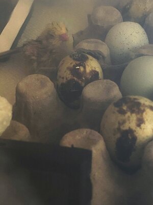 D1CF013A-FA33-45DA-AA23-1A9002F64400.jpeg