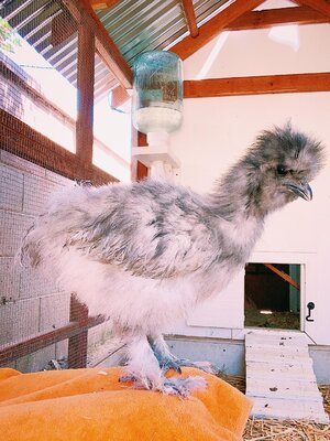 silkie 12 weeks.jpg