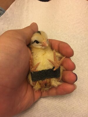 Chick6.jpg