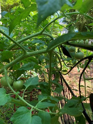 tomatoes.jpg
