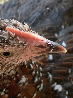 beak.jpg
