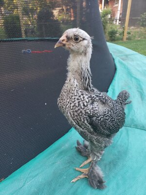 Dottie.jpg
