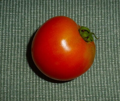 1st tomato!.jpg