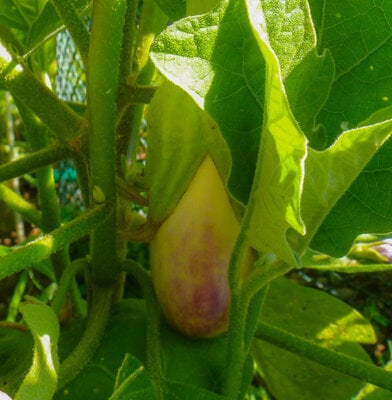 lavender eggplant.jpg