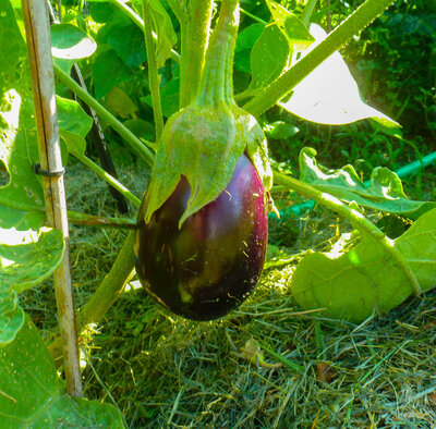 purple eggplant.jpg