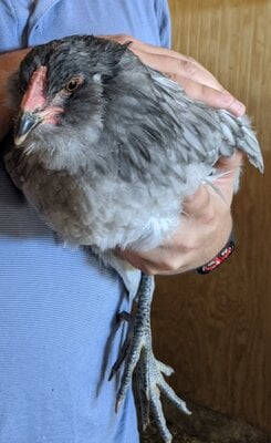 Bird_1a.jpg
