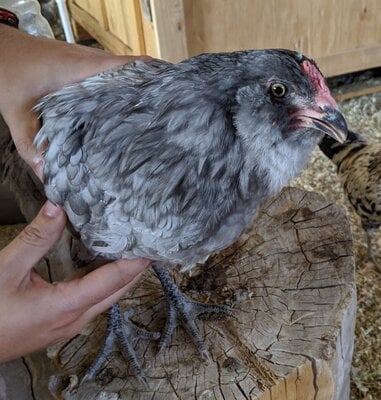 Bird_2a.jpg