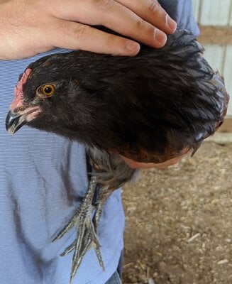 Bird_5a.jpg
