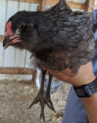 Bird_6a.jpg