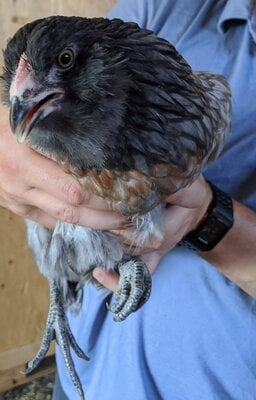 Bird_8a.jpg