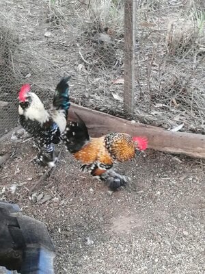 received_867235150469692.jpeg