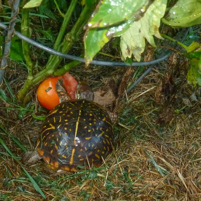 tomato turtle.jpg