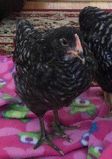 pic 2 of Speckle.jpg