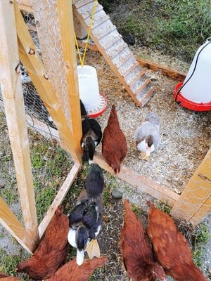 Chickens and ducks leaving the coop/run to free-range for the day