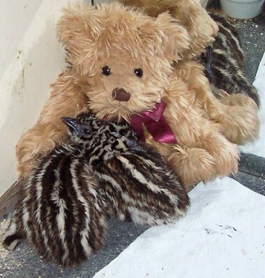 AA Emus 2 chicks teddy  19,3 12.jpg