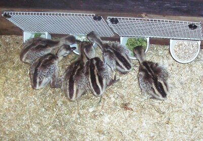 AA R. 6 Chicks  4 feeders on wall outside . 8.12.jpg