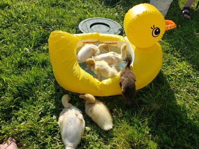 Inflatable duck.jpeg