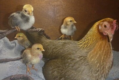 chicks 6_4.jpg
