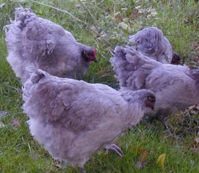 Lavender Orpington.png