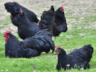 Australorps.png