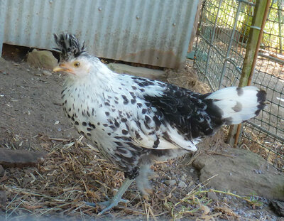 Spitz pullet 7-12.jpg