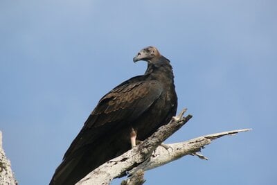 Will it harm my birds? (Identification of diurnal raptors for birdkeepers)