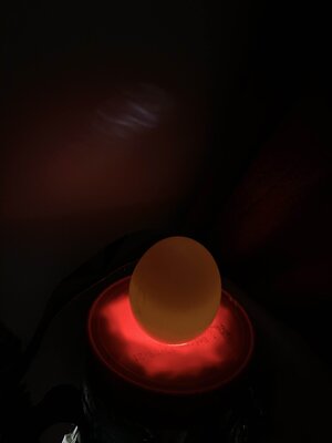 Egg2.jpg