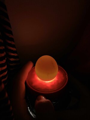 Egg1(2).jpg