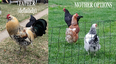 chicken-parents.jpg