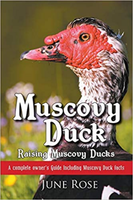 Muscovy Duck: Raising Muscovy Ducks