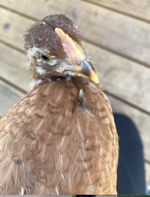 Screen Shot 2020-07-15 at 10.15.12 AM.png